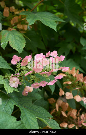 Hydrangea quercifolia Stockfoto