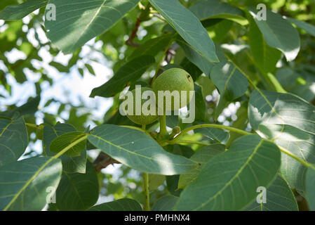 Juglans nigra Zweig mit Walnüssen Stockfoto