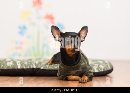 Dog Toy Terrier in den Farben Khaki Stockfoto