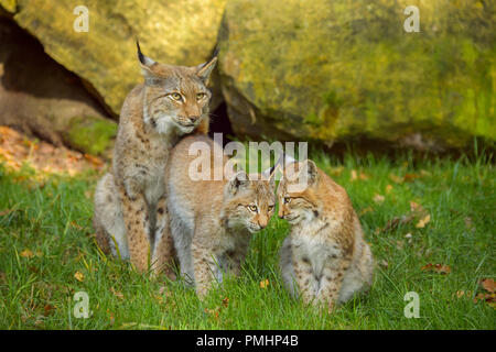 Eurasischen Luchs Lynx lynx, Weibchen mit zwei Kätzchen, Deutschland, Europa Stockfoto