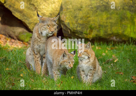 Eurasischen Luchs Lynx lynx, Weibchen mit zwei Kätzchen, Deutschland, Europa Stockfoto