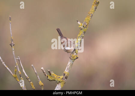 Common Whitethroat (Sylvia communi) Stockfoto