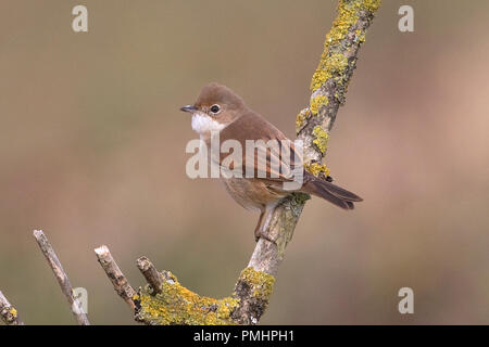 Common Whitethroat (Sylvia communi) Stockfoto