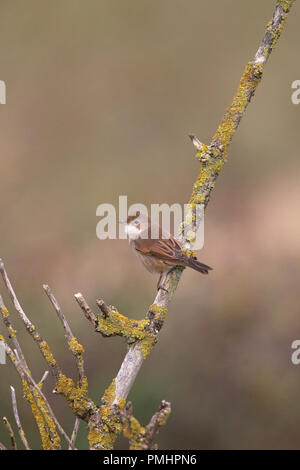 Common Whitethroat (Sylvia communi) Stockfoto