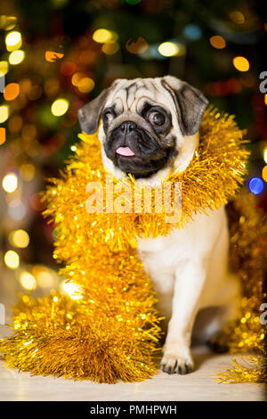 Ein Mops Hund in einem lametta in der Nähe eines Weihnachtsbaumes mit Girlanden Stockfoto