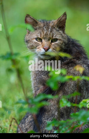 Wildkatze, Felis Silvestris, Tomcat Porträt, Deutschland Stockfoto