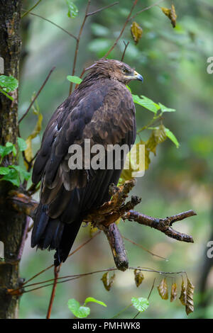 Schreiadler Aquila Pomarina, Deutschland, Europa Stockfoto