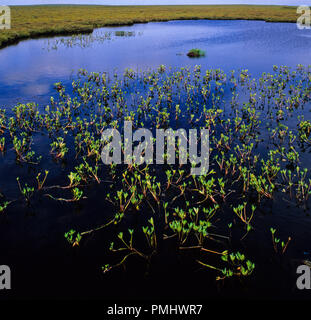 The Flow Country, die letzten wilden Orte der Welt, Highlands, Schottland, Großbritannien, GB. Stockfoto