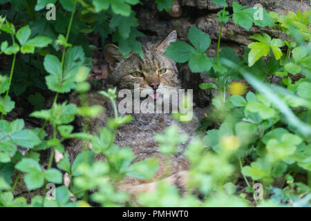 Wildkatze, Felis Silvestris, Tomcat, Deutschland Stockfoto