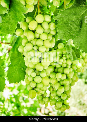 Trauben reif weiße Trauben in einem Weinberg. Stockfoto