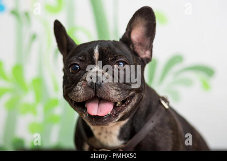 Französische Bulldogge Hund mit heraus seinen Kopf Nahaufnahme Porträt Stockfoto