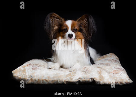 Papillon Hund liegt auf dem Tisch, die isoliert auf Schwarz zufrieden Stockfoto