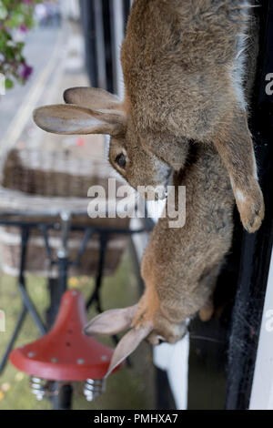 Tote Kaninchen hängen außerhalb eines Metzger shop in Ludlow, am 11. September 2018, in Ludlow, Shropshire, England, UK. Stockfoto