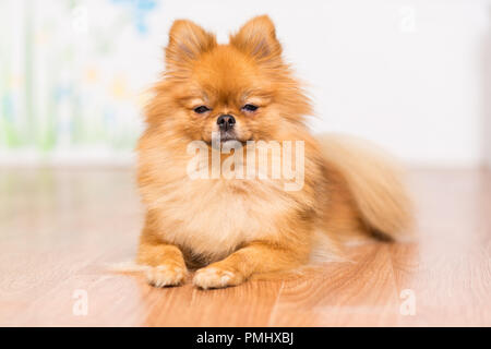 Ein Hund der pomeranian Hund Rasse auf dem Boden liegt, Stretching Tatzen vor ihm Stockfoto