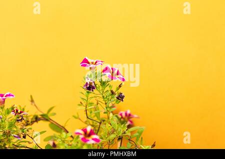 Violett Petunie Blumen und eine gelbe Wand Hintergrund (Marche, Italien, Europa) Stockfoto
