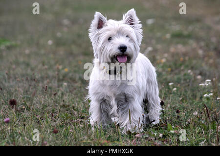 West Highland White Terrier Hunderasse, stand auf dem grünen Rasen am Abend auf die Natur, die kleinen schwarzen Augen, weiße Haare, niedliche Tier, Stockfoto