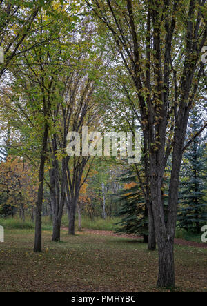 Edworthy Park Calgary, Alberta Kanada Stockfoto