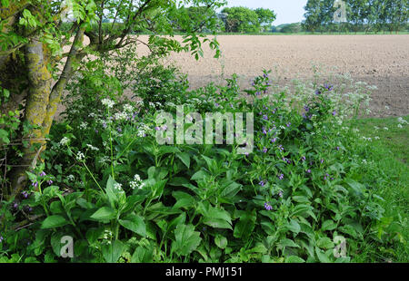 Gemeinsame Beinwell, Symphytum officinale, und Kuh Petersilie, Anthriscus sylvestris auf ein Feld Marge Stockfoto