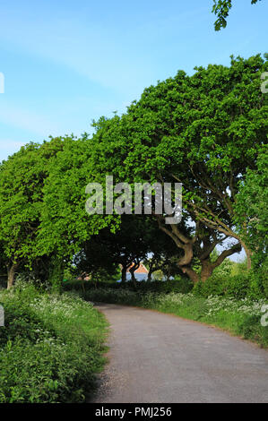 Country Lane von Eichen gesäumt, Quercus robur, und Kuh Petersilie, Anthriscus sylvestris. Stockfoto