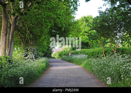 Country Lane von Eichen gesäumt, Quercus robur, Weißdorn, Crataegous argentea und Kuh Petersilie, anthriscus Sylvestris Stockfoto