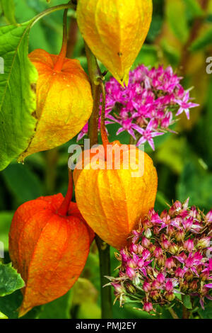 Herbstblumen Chinesische Laterne, Physalis alkekengi, Sedum Spectabile Stockfoto