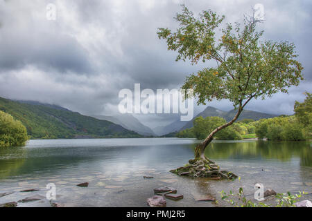 Der einsame Baum-Llyn Padarn North Wales Stockfoto