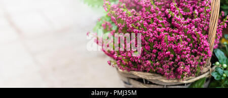 Kultiviert Topfpflanzen rosa calluna vulgaris oder gemeinsamen Heather Blumen im Sonnenlicht, Banner, getönt Stockfoto