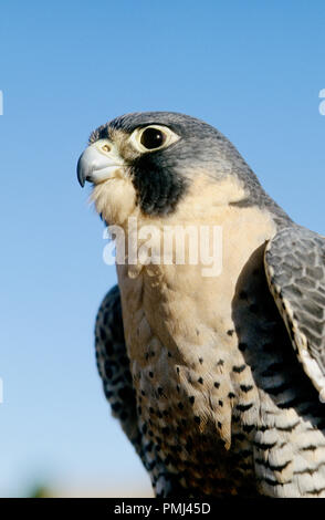 Wanderfalke (FALCO PEREGRINUS) gefangen; an der Welt Zentrum für Greifvögel, Boise, Idaho, USA Stockfoto