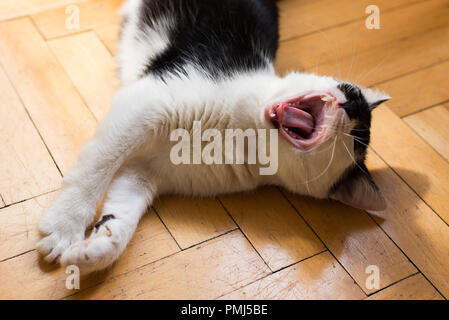 Katze auf dem Boden liegend Gähnen Stockfoto