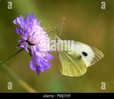 Großer weißer Schmetterling Stockfoto
