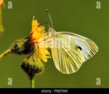 Großer weißer Schmetterling Stockfoto