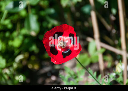 Um die UK-Mohn Stockfoto