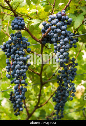 Lagrein Rebsorte. Lagrein ist eine rote Rebsorte, die in den Tälern von Südtirol, Norditalien. Guyot Erziehungsart Stockfoto