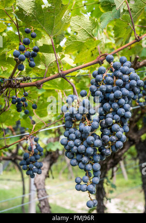 Lagrein Rebsorte. Lagrein ist eine rote Rebsorte, die in den Tälern von Südtirol, Norditalien. Guyot Erziehungsart Stockfoto