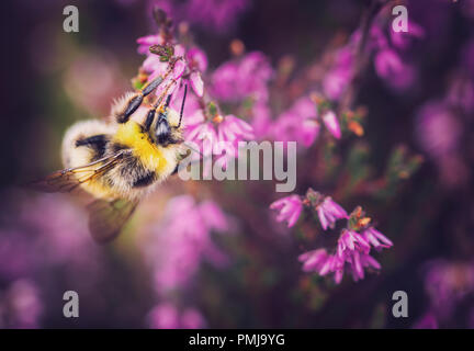 Bumblee Bee pollynating blühende Heidekraut Blumen auf Berggebiete Wiese in Shropshire Hills, Großbritannien Stockfoto