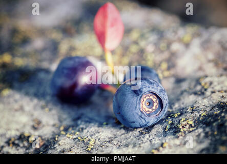 Makro Schießen von Reifen wild bluberries verlegt auf natürliche bemoosten Felsen an upland Wiese in Shropshire Hills, Großbritannien Stockfoto