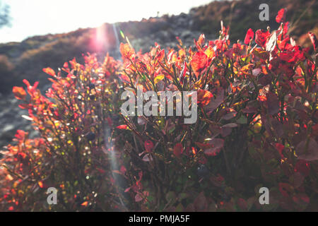 Wild Blueberry Bush mit reife Beeren und rote Blätter auf die Berggebiete Wiese in Vereinigtes Königreich Stockfoto