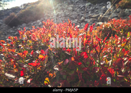 Leuchtend rote Blätter von Wild Blueberry Bush. Malerische Hochland Wiese in Stiperstones, Shropshire, Großbritannien Stockfoto