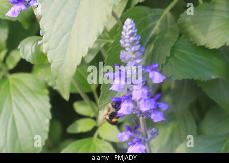 Garten der Blumen Stockfoto