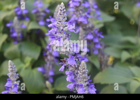 Garten der Blumen Stockfoto
