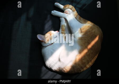 Cat Ingwer nach der Wiedergabe Stockfoto