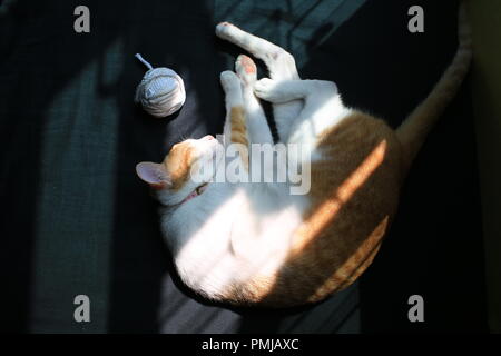 Cat Ingwer nach der Wiedergabe Stockfoto