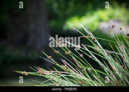 Blühende Schilf wächst Neben einem Teich in einem Wald in Glen Ellen, Sonoma County, Kalifornien Stockfoto