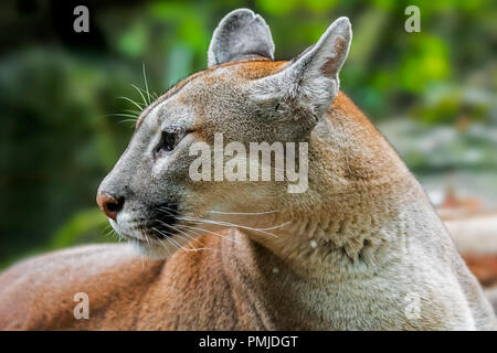 Close up Portrait von Cougar / Puma/Mountain Lion/Panther (Puma concolor) heimisch in Amerika Stockfoto