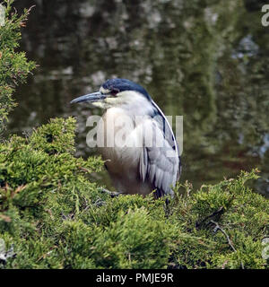 Schwarz-gekrönter Nachtreiher (Nycticorax Nycticorax) Stockfoto