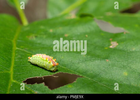 Lila crested slug Caterpillar - Adoneta spinuloides Stockfoto