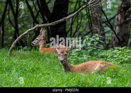 Europäische Reh (Capreolus capreolus) Weiblich/doe und männlich/Buck in Gestrüpp im Sommer Stockfoto