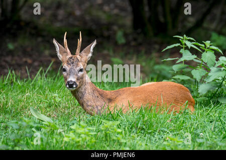 Alert Europäische Reh (Capreolus capreolus) männlich/Buck/Reh ruht in Gestrüpp im Sommer Stockfoto