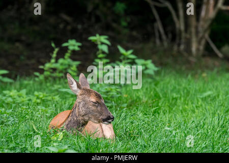 Europäische Reh (Capreolus capreolus) Weiblich/doe im Unterholz und Dickicht/Gestrüpp des Waldes im Sommer ruhen Stockfoto