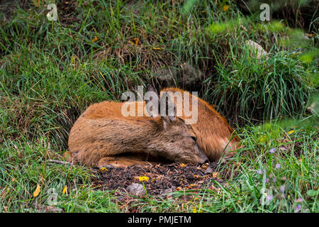 Europäische Reh (Capreolus capreolus) Weiblich/doe schlafen im Grünland/Wiese im Sommer Stockfoto